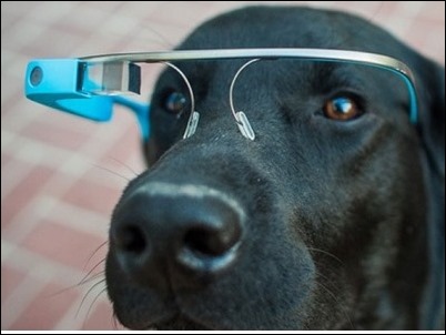 google-glass-perros